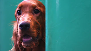 A Shitting Irish Setter, And More Of The Grossest Things You've Seen On Public Transit